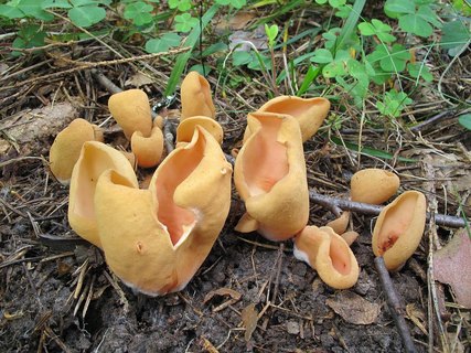 Otidea onotica