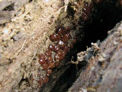 Pachyella babingtonii