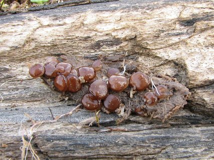 Pachyella babingtonii