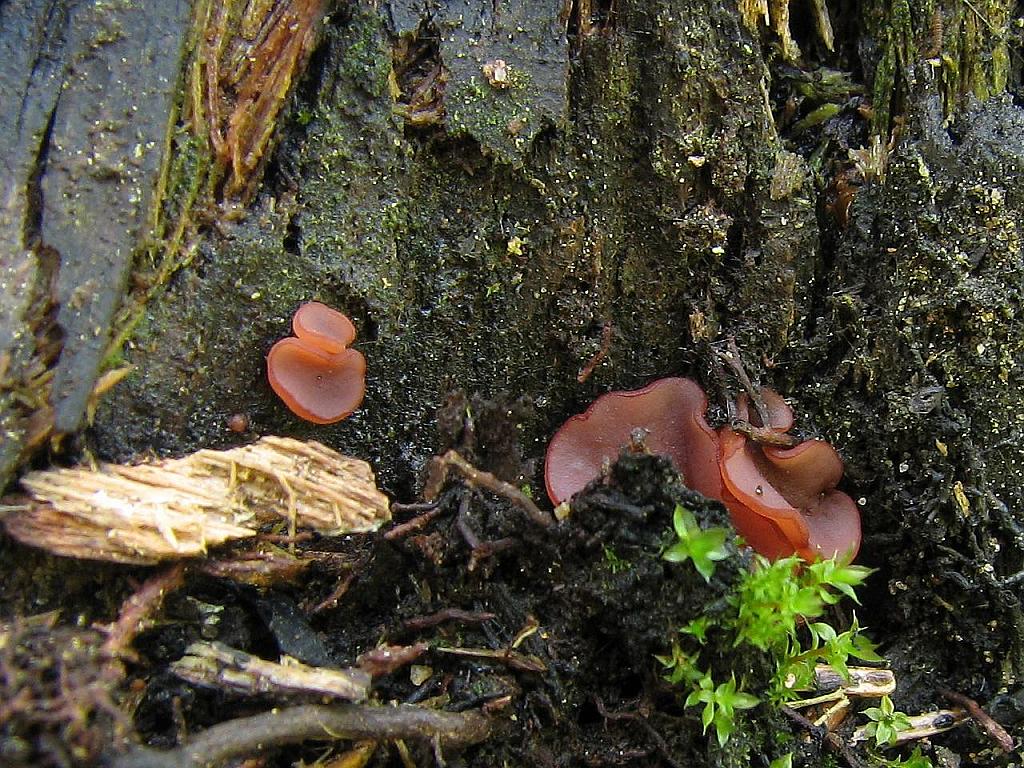 Ascocoryne cylichnium