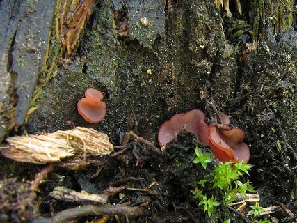 Ascocoryne cylichnium