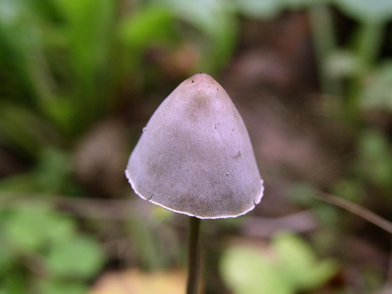 Panaeolus papilionaceus