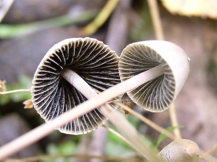 Panaeolus papilionaceus
