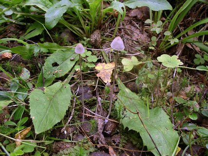 Panaeolus papilionaceus