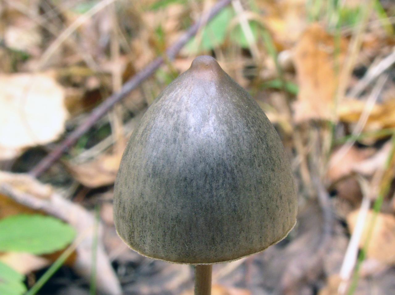 Panaeolus papilionaceus
