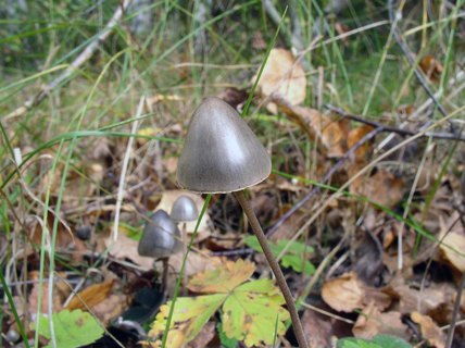 Panaeolus papilionaceus