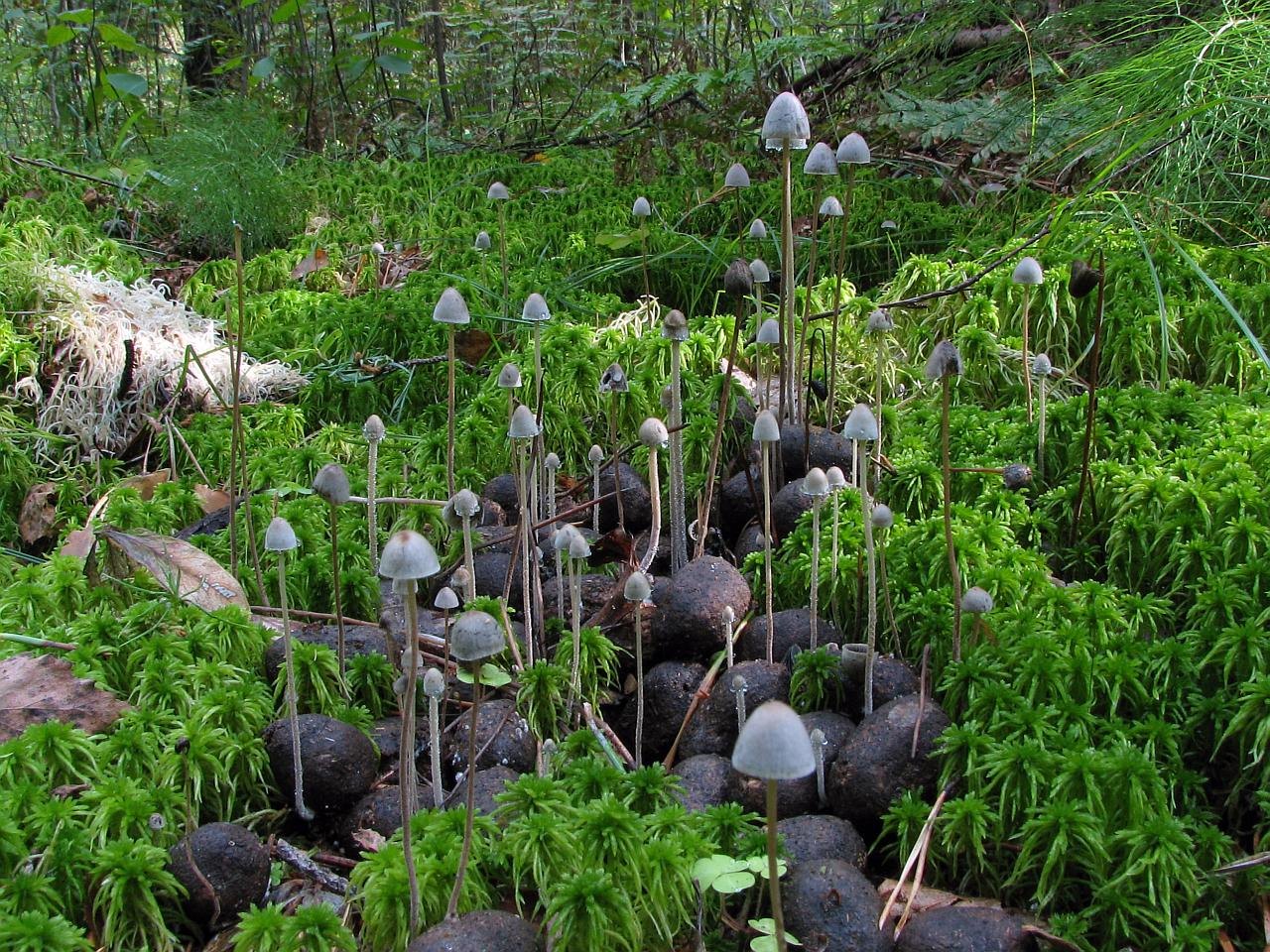 Panaeolus papilionaceus