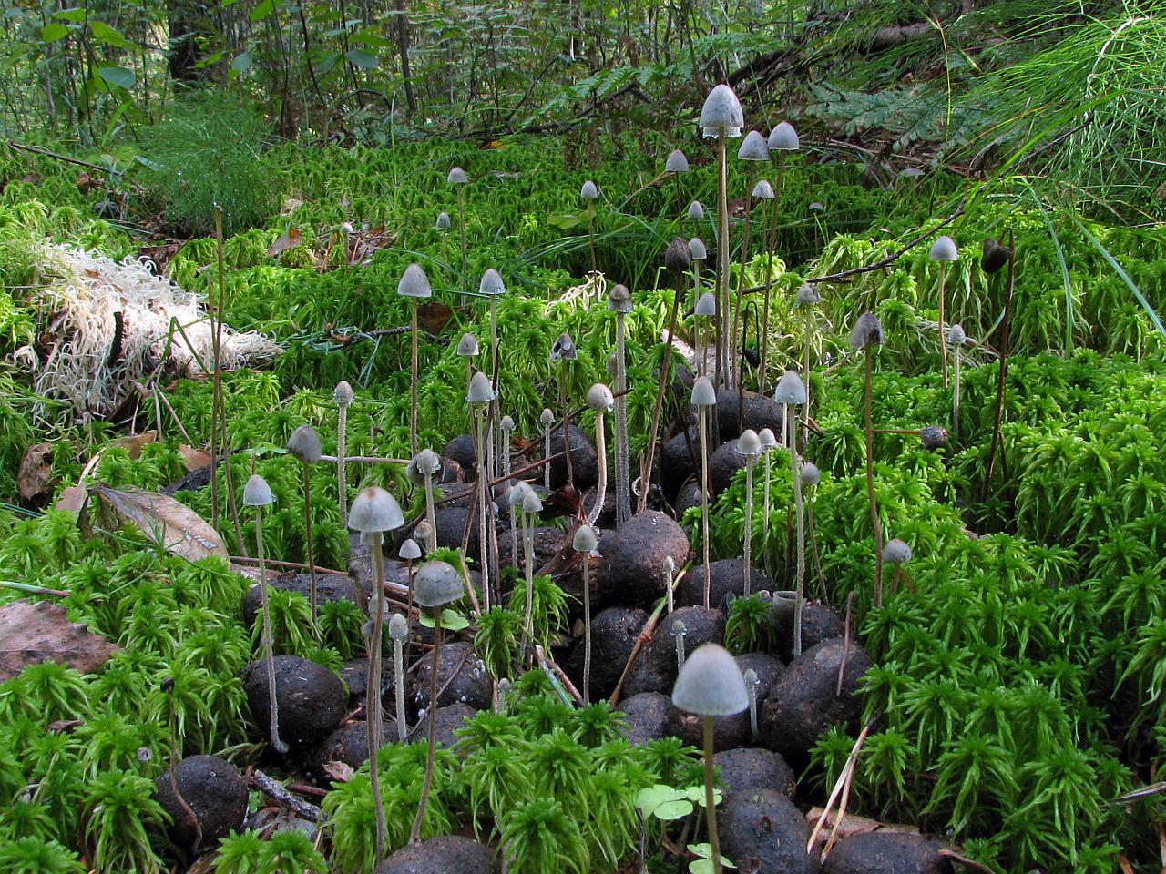 Panaeolus papilionaceus