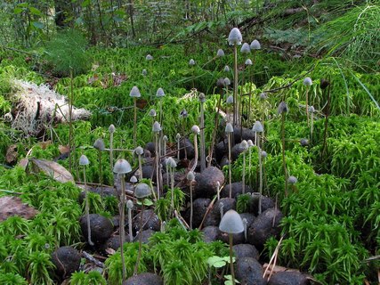 Panaeolus papilionaceus
