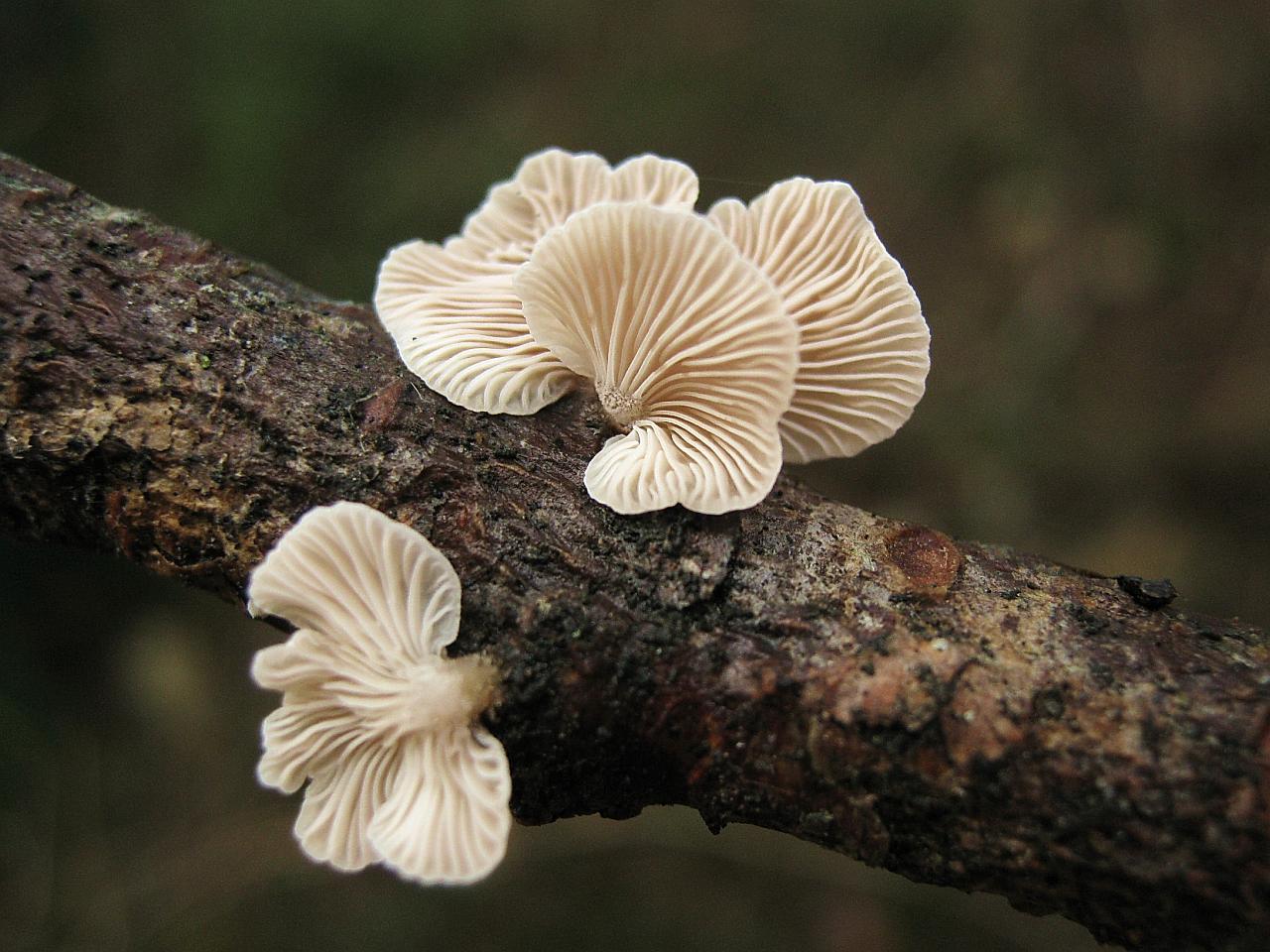 Panellus mitis