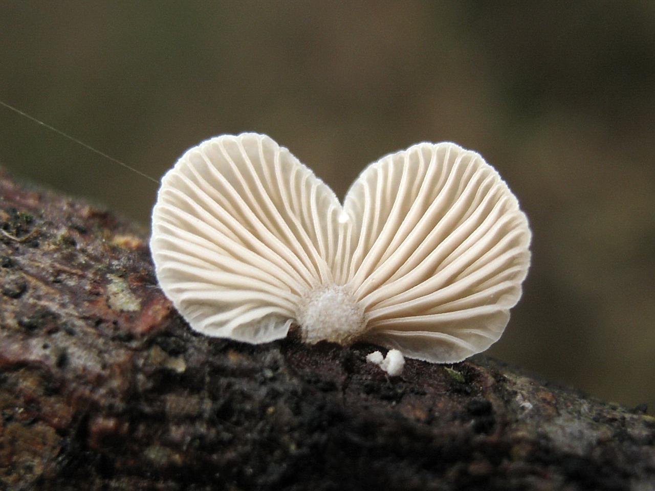 Panellus mitis