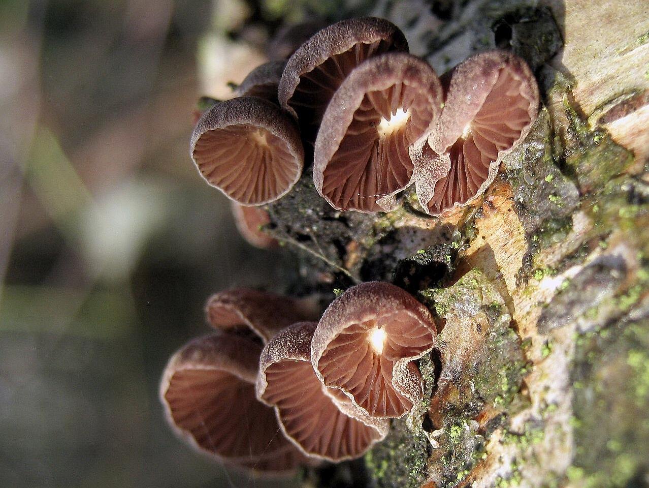Panellus ringens