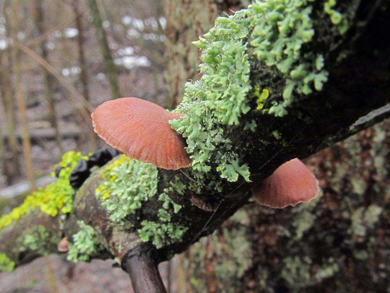 Panellus ringens