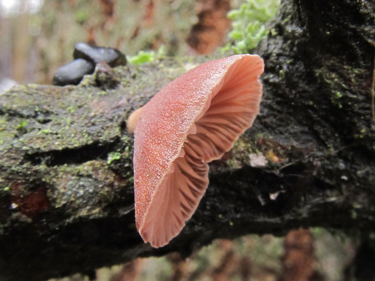 Panellus ringens