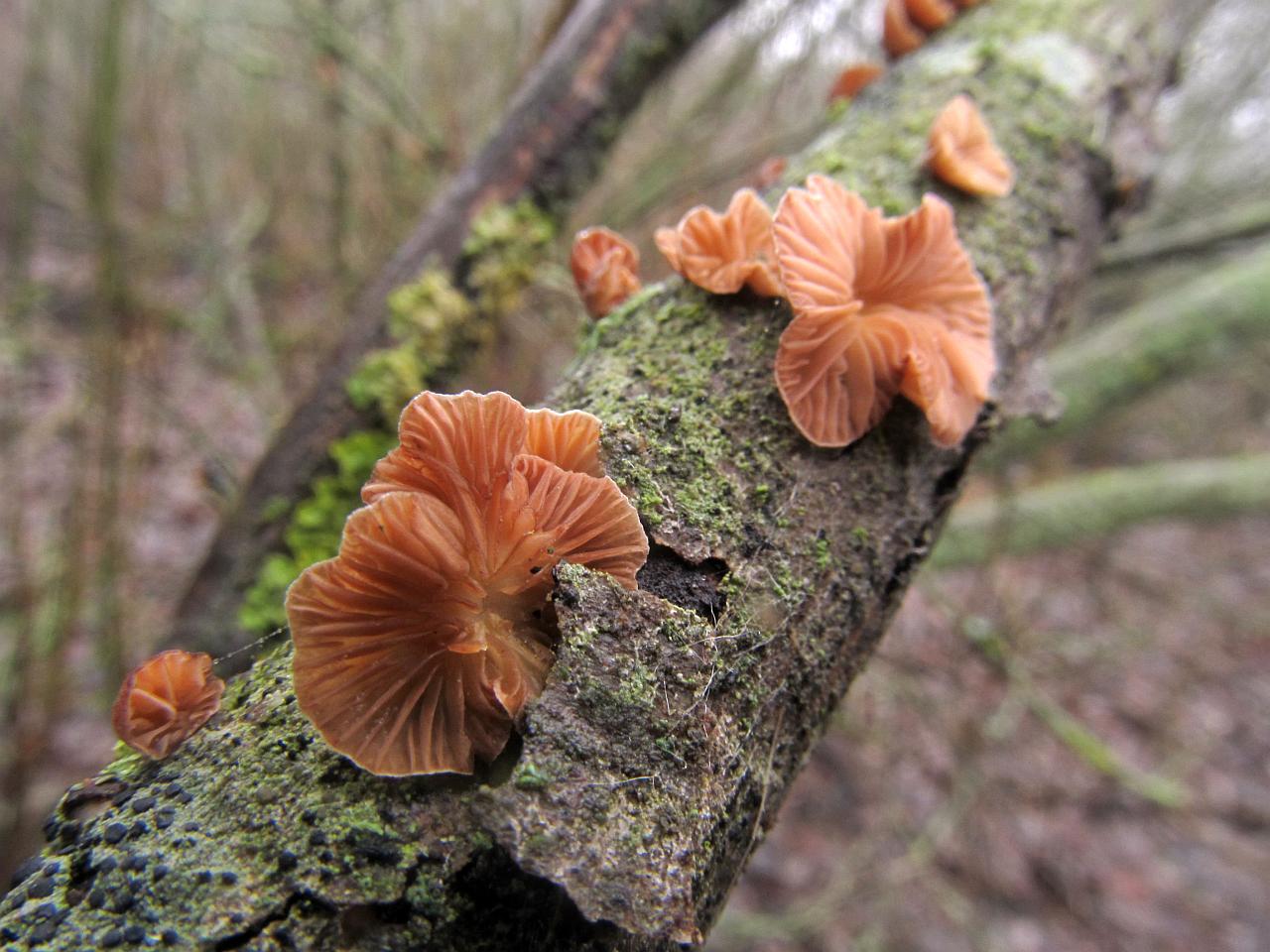 Panellus ringens