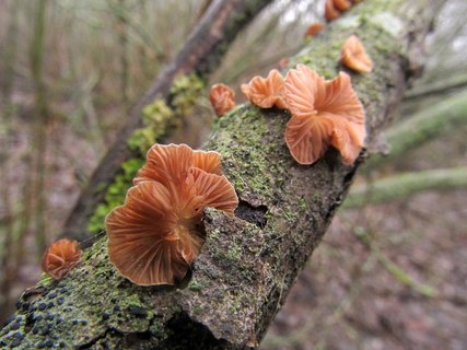 Panellus ringens