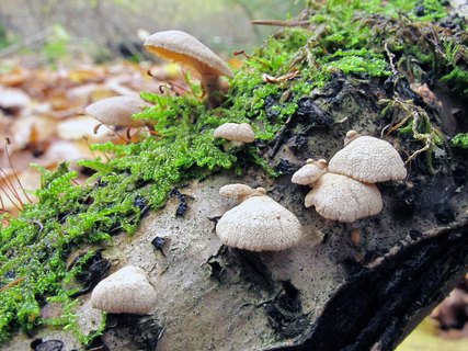 Panellus stipticus