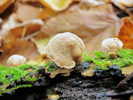 Panellus stipticus