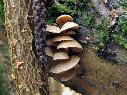 Panellus stipticus