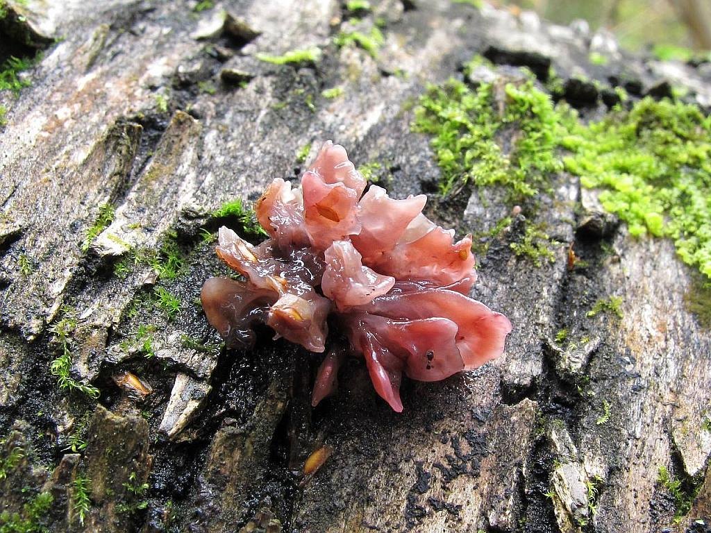 Ascocoryne sarcoides
