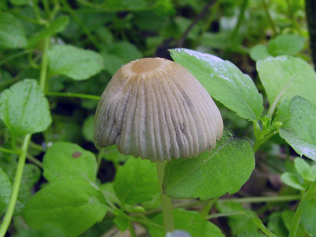 Parasola plicatilis