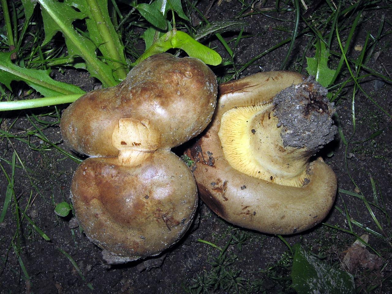 Paxillus