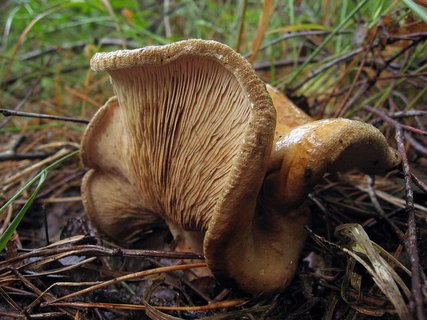 Paxillus involutus