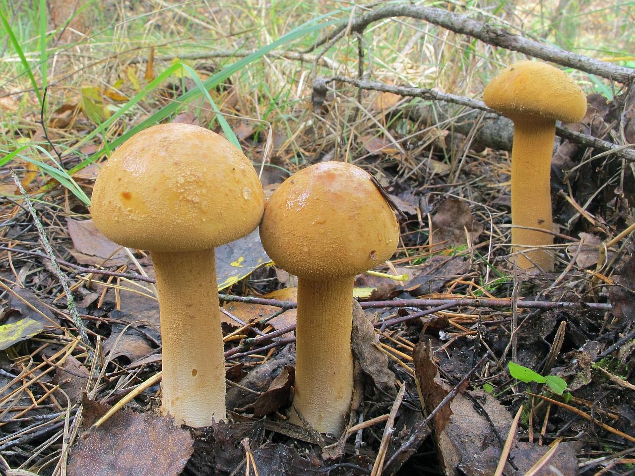 Phaeolepiota