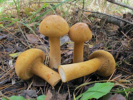 Phaeolepiota aurea