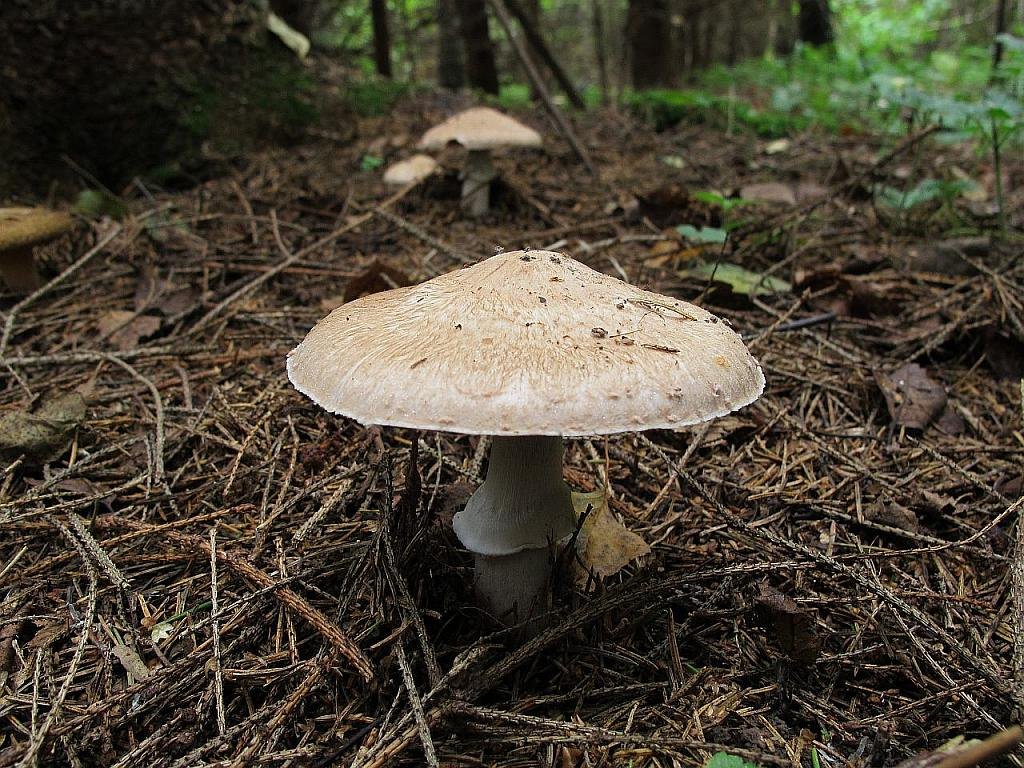 Agaricus sylvaticus