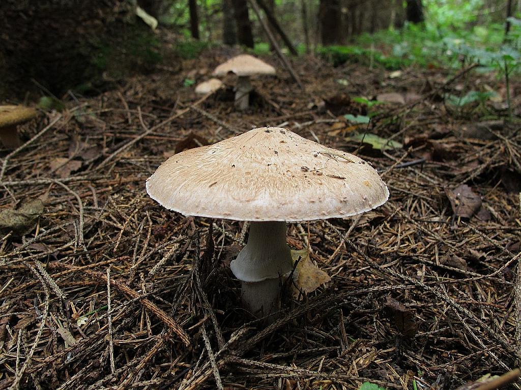 Agaricus sylvaticus