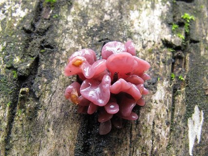 Ascocoryne sarcoides