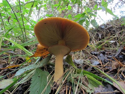Phaeolepiota aurea