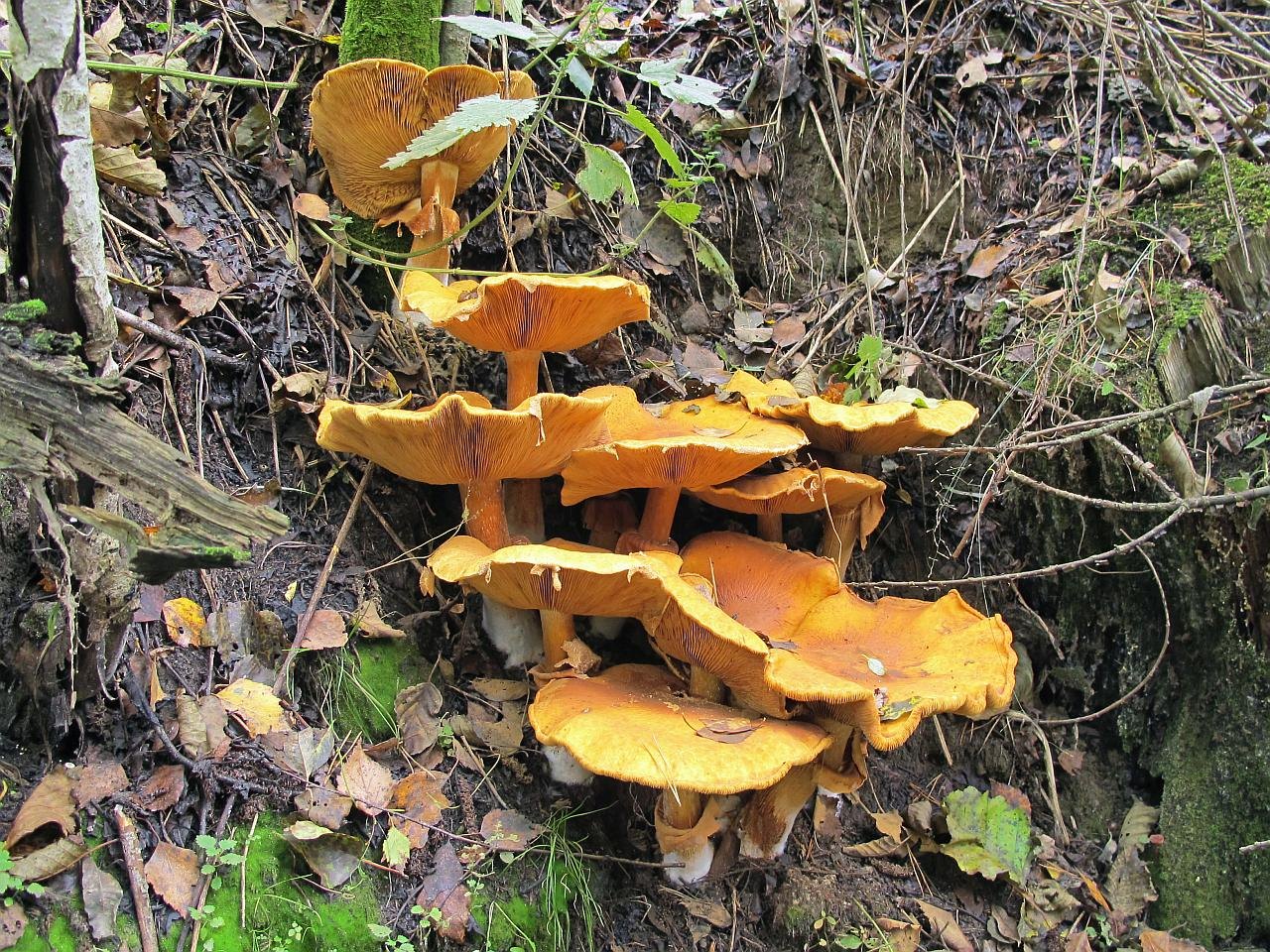 Phaeolepiota aurea