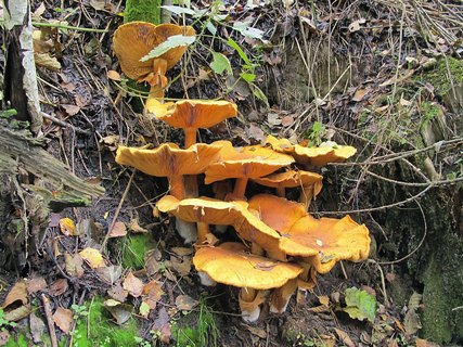 Phaeolepiota aurea