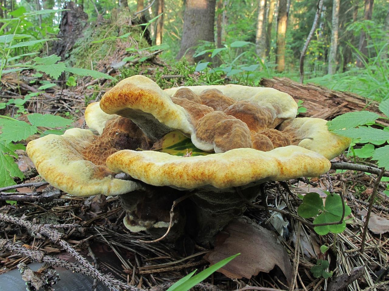 Phaeolus