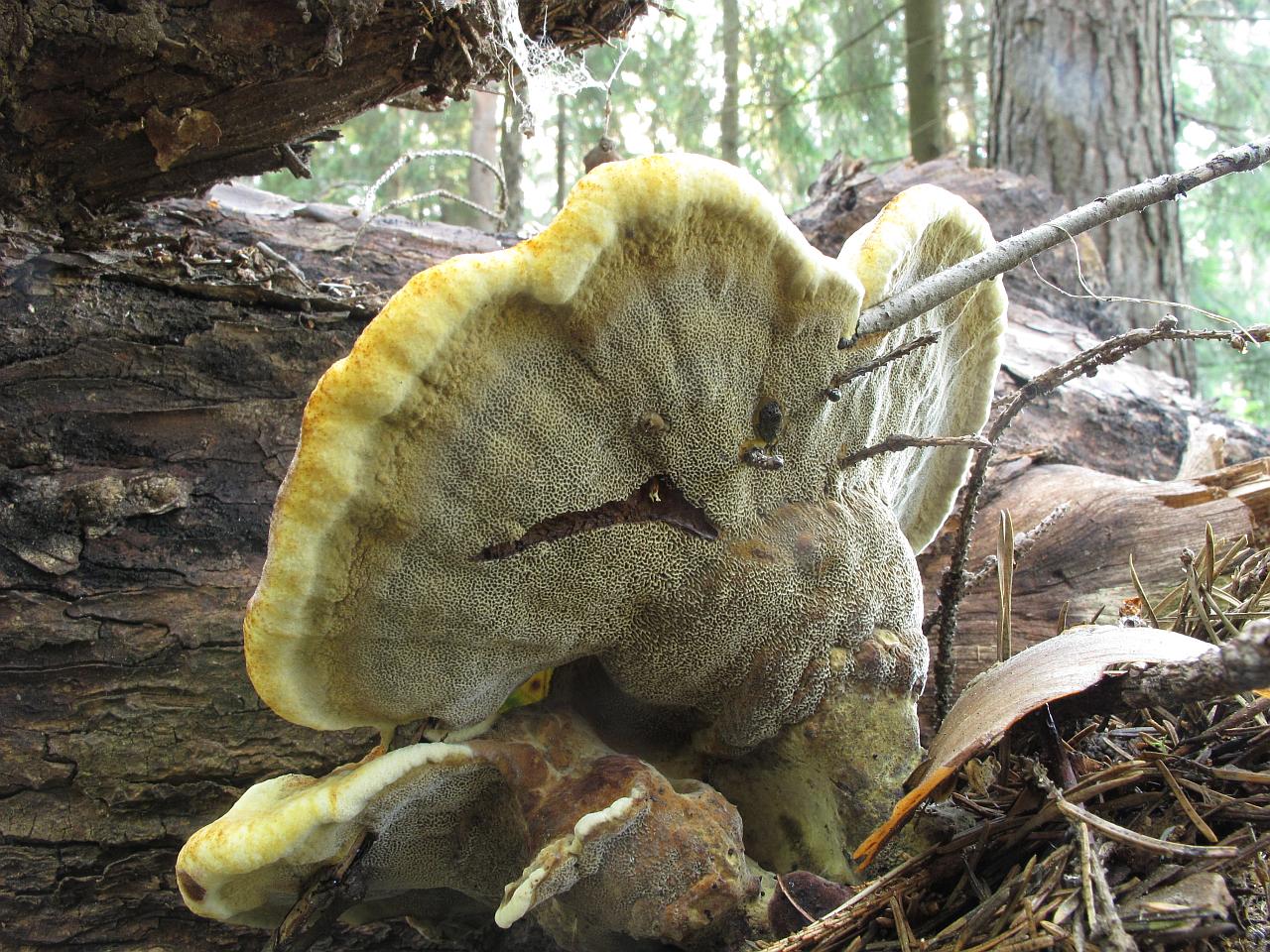 Phaeolus schweinitzii