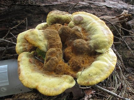 Phaeolus schweinitzii
