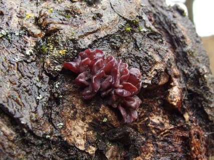 Ascocoryne sarcoides