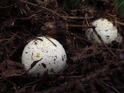 Phallus impudicus