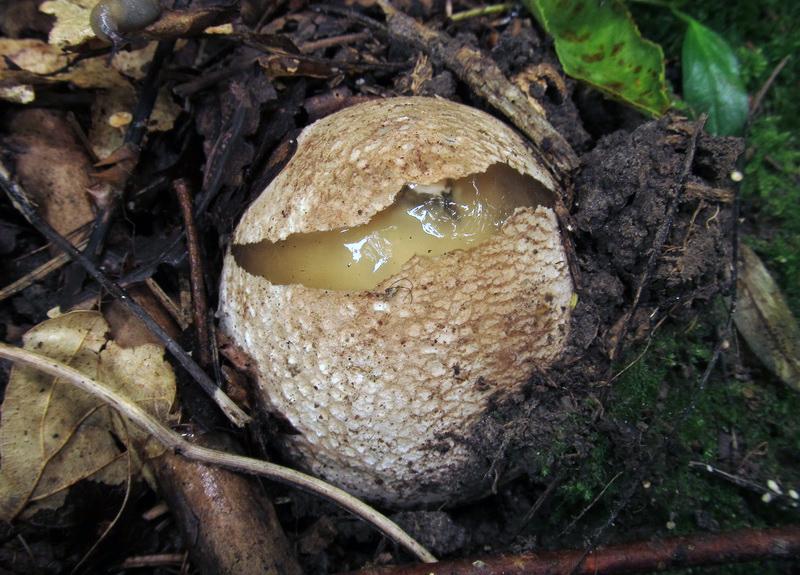 Phallus impudicus