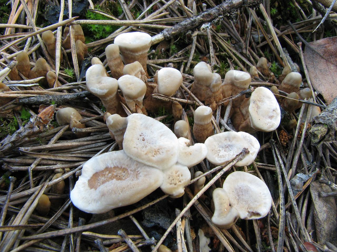 Phellodon tomentosus