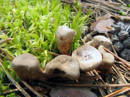 Phellodon tomentosus
