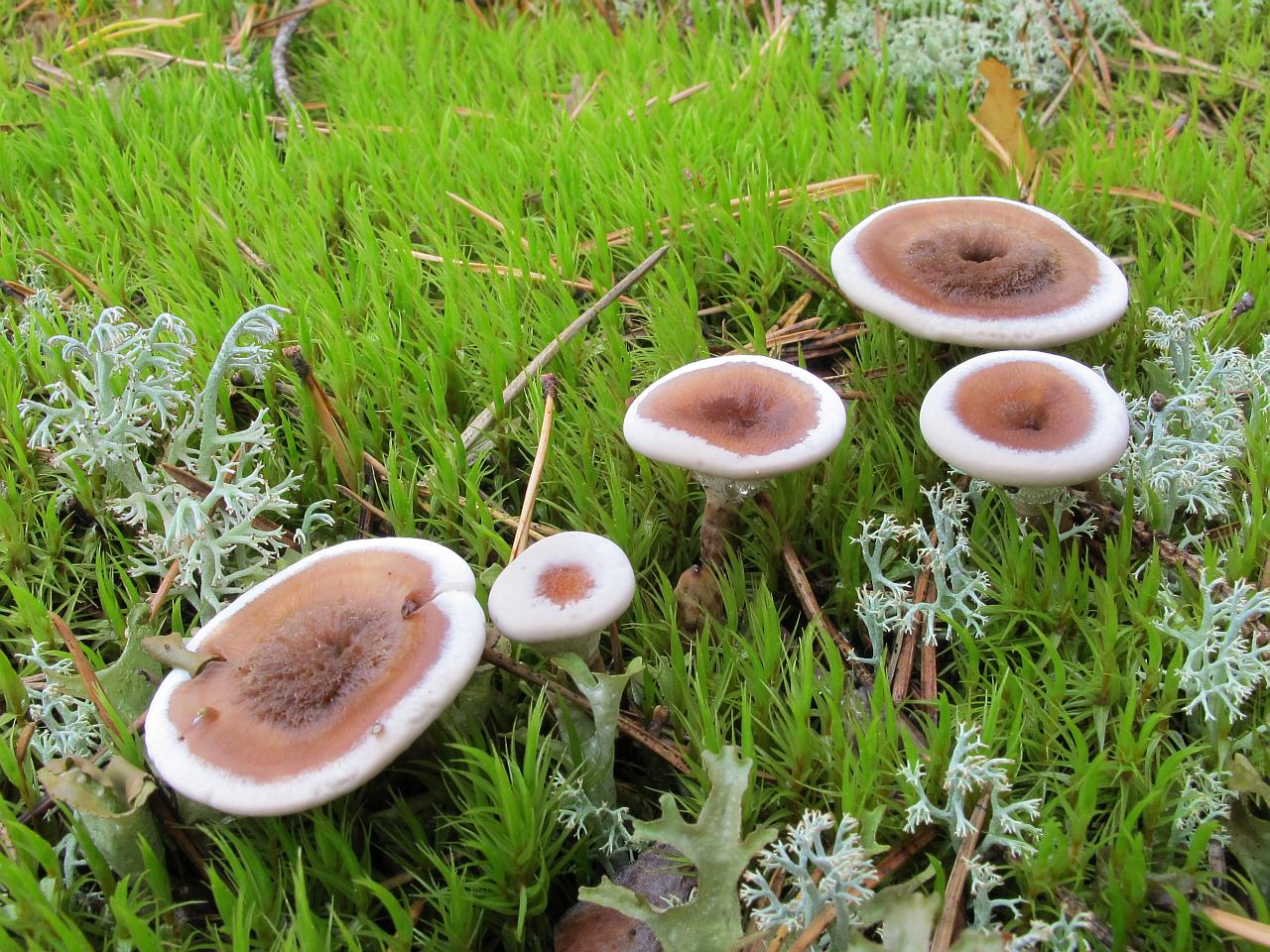 Phellodon tomentosus