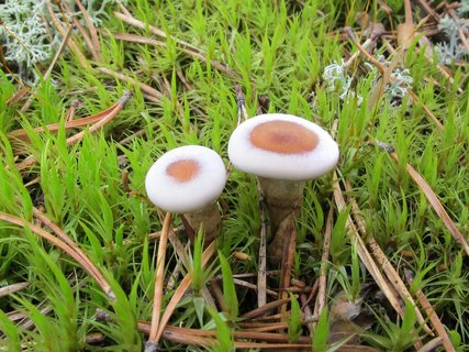 Phellodon tomentosus
