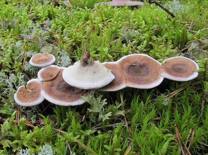 Phellodon tomentosus
