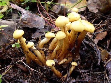 Pholiota alnicola