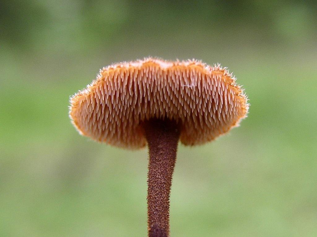 Auriscalpium