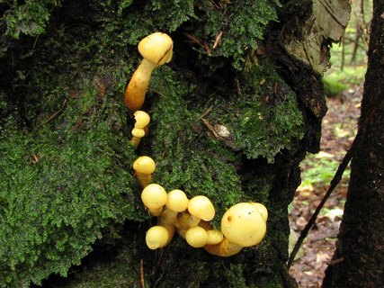 Pholiota alnicola