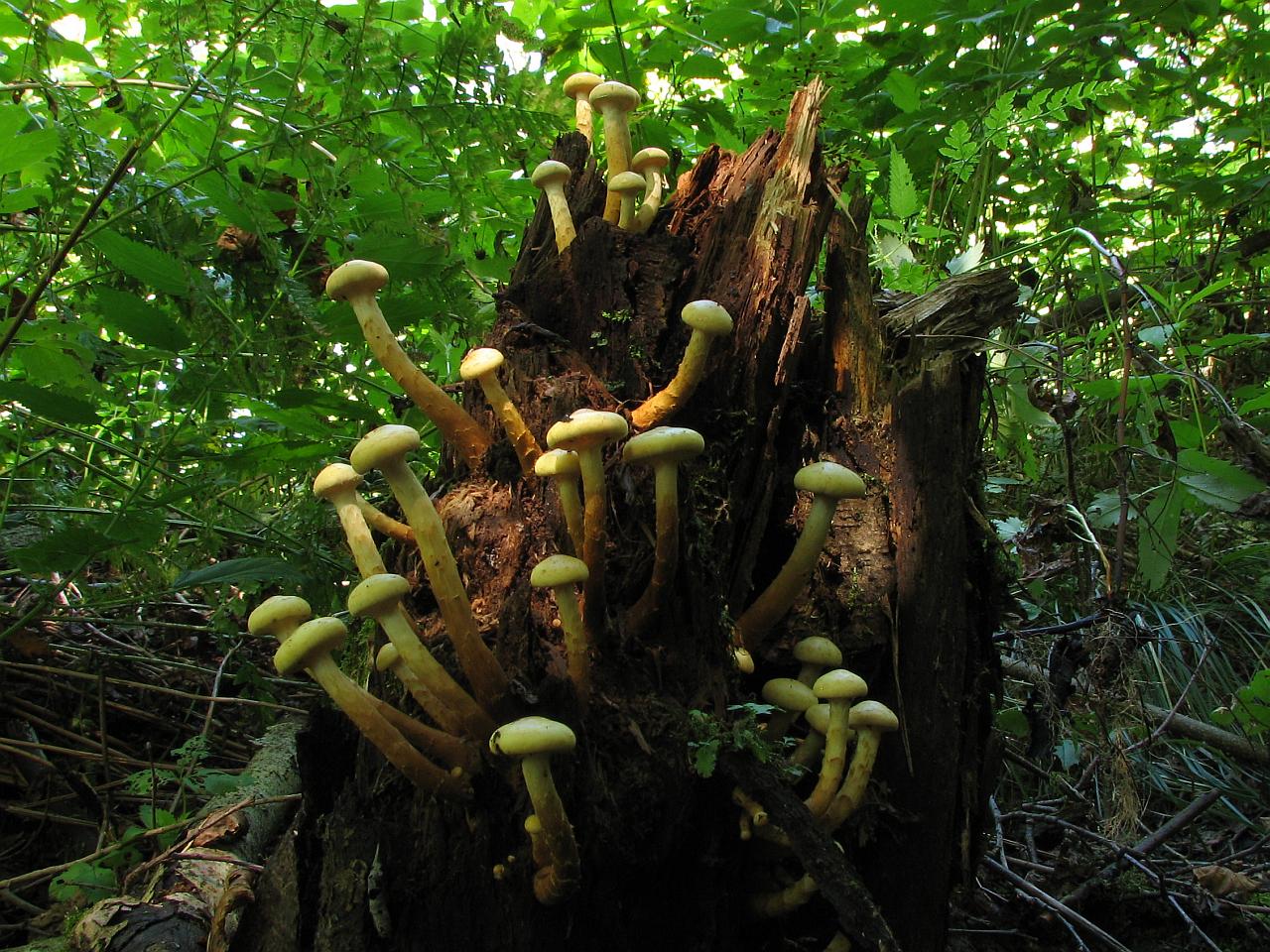 Pholiota alnicola